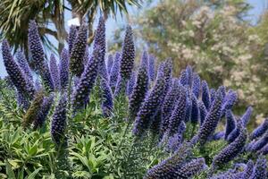 fierté-de-madere, échium les candidats, floraison près Padstow dans Cornouailles photo