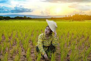 agricultrice regardant les semis de riz sec sont en train de mourir photo