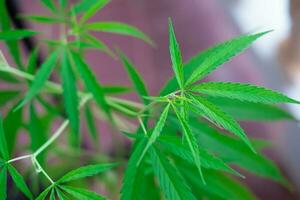 feuille de cannabis plante médicinale verte photo