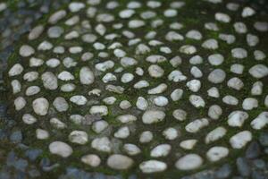 blanc galets sur le sol dans le jardin. Naturel Contexte. photo