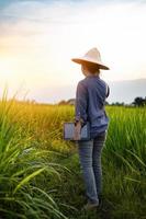 agricultrice à l'aide d'une tablette numérique dans les semis de riz vert dans une rizière avec un beau ciel et des nuages photo