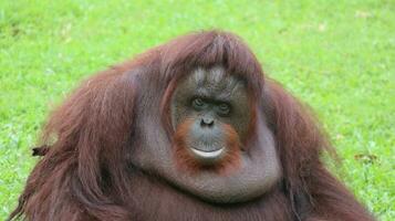 orang-outan dans le zoo. orangs-outans sont une type de génial singe avec longue bras et rougeâtre ou marron cheveux, lequel vivre dans tropical les forêts de Indonésie. photo