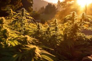 mature cannabis des buissons en plein air dans lumière du soleil génératif ai photo