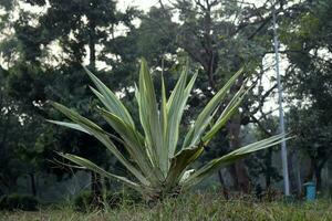 palnta de cocuiza dans le tropical climat photo