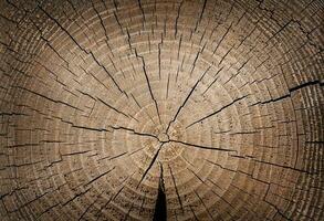 vu Couper de une arbre avec fissures. en bois Naturel Contexte. photo