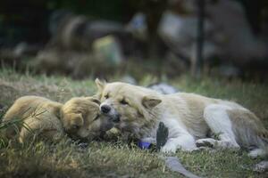 chiots en jouant des ordures photo