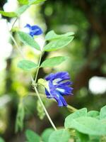 papillon pois bleu fleur sur bokeh Contexte la nature les plantes photo