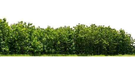 arbres verts isolés sur fond blanc. sont la forêt et le feuillage en été pour l'impression et les pages Web avec chemin de coupe et canal alpha photo