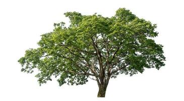 arbre vert isolé sur fond blanc. photo