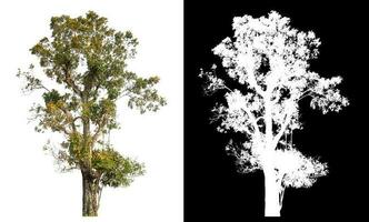 isolé Célibataire arbre avec coupure chemin et alpha canal sur noir Contexte. photo