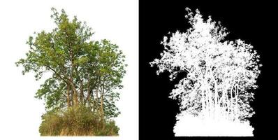 isolé Célibataire arbre avec coupure chemin et alpha canal sur noir Contexte. photo