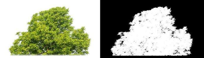 arbustes isolé sur blanc Contexte avec coupure chemin et alpha canal sur noir Contexte. photo