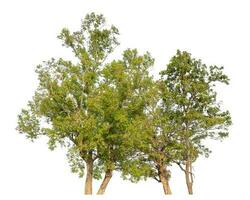 arbre isolé sur fond blanc. photo