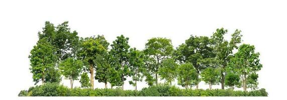 arbres verts isolés sur fond blanc. sont la forêt et le feuillage en été pour l'impression et les pages Web avec chemin de coupe et canal alpha photo