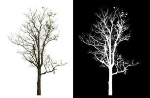 isolé mort arbre avec coupure chemin et alpha canal sur noir Contexte. photo