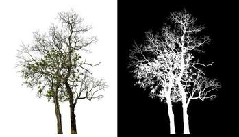 isolé Célibataire arbre avec coupure chemin et alpha canal sur noir Contexte. photo