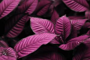 viva magenta magnifique vue de gros feuilles. génératif ai photo