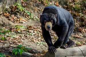 Soleil ours aussi connu comme une malais ours photo