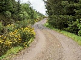 forêt route avec floraison ajoncs, argyll, Écosse photo