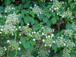 escalade hortensia plante floraison dans une fortifiée jardin photo