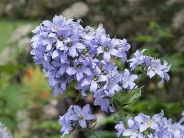 fermer de campanule lactiflora Loddon Anna fleurs photo