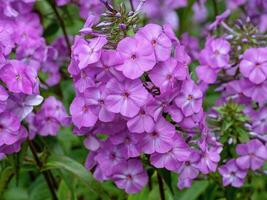 jolies fleurs roses de phlox maculata alpha photo