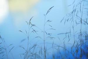 silhouette de plantes à fleurs et ciel bleu