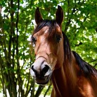 beau portrait de cheval brun photo