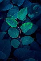 feuilles de plantes bleues dans la nature au printemps photo