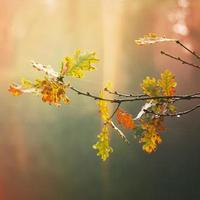 feuilles brunes des arbres en automne photo