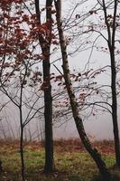 arbres dans la forêt en automne photo