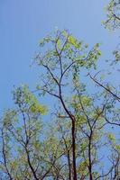 branches d'arbres et ciel bleu