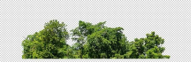 vert des arbres isolé sur transparent Contexte forêt et été feuillage pour tous les deux impression et la toile avec Couper chemin et alpha canal photo