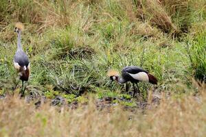 animal sur jungle photo