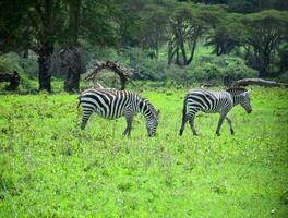 animal sur jungle photo