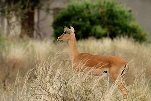 animal sur jungle photo