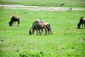 animal sur jungle photo