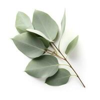 eucalyptus branche isolé sur blanc Contexte. plat poser, Haut voir. floral concept, produire ai photo