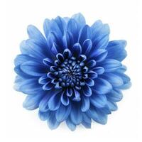 bleu fleur isolé sur blanc arrière-plan, produire ai photo