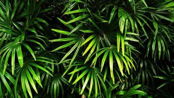 feuille verte tropicale photo