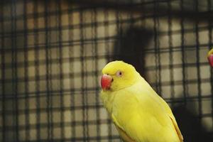 oiseau perroquet jaune photo