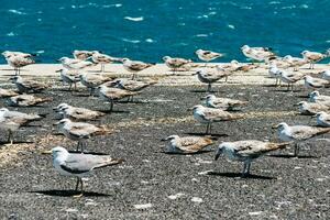 marron mouettes sur le jetée photo