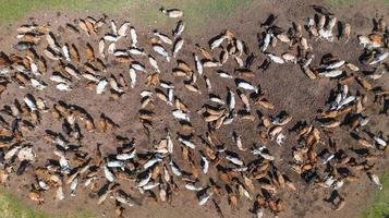 vue aérienne des vaches vue depuis le vol du drone au-dessus des pâturages à la campagne photo