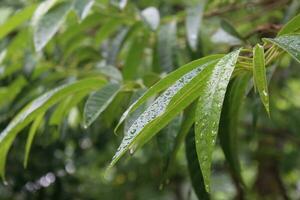 pluie l'eau laissez tomber sur le vert feuilles. fermer vue photo