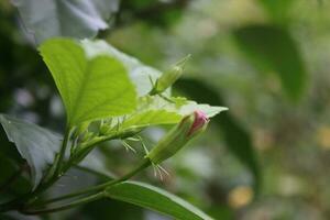 rouge fleur dans le cliquetis. fermer vue photo