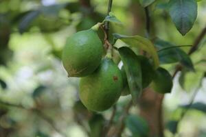 magnifique citrons pendaison dans le citron arbre. fermer vue avec vert brouiller Contexte photo