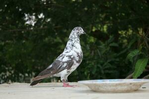 Pigeon mange sur le roop. blanc et noir Couleur pigeon. photo