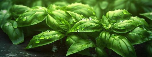 Frais sucré basilic plante avec vert feuilles avec gouttes de l'eau. Frais herbes pour cuisson, utilisé dans cuisines mondial. santé alimentaire. bannière. génératif ai. photo