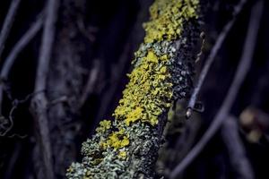 lichen sur une vigne dans une forêt tropicale close up photo
