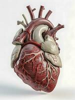 Humain cœur anatomie sur blanc Contexte haute résolution ai généré photo